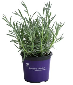 Lavendel 'Silver Sands' 7 Lavendel 'Silver Sands' -Gartenleben Verkauf 8092769 WE FS 001 LavendelSilverSands