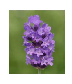 Lavendel 'No. 9' -Gartenleben Verkauf 8094070 PR DE 001 DownderryNo9Helix