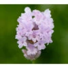 Lavendel 'Little Lottie' -Gartenleben Verkauf 8094469 PR DE 001 DownderryLittleLottieHelixOnline