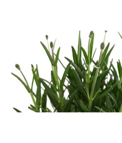 Lavendel 'Royal Blue' -Gartenleben Verkauf 8097545 WE DE 001 LavendelRoyalBlue1L