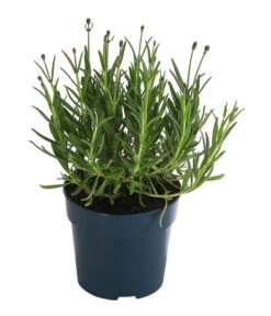 Lavendel 'Royal Blue' -Gartenleben Verkauf 8097545 WE FS 001 LavendelRoyalBlue1L