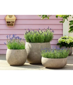 Lavendel 'Royal Blue' -Gartenleben Verkauf 8097545 WE MO 001 LavendelRoyalBlue