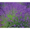 Lavendel 'Royal Blue' -Gartenleben Verkauf 8097545 WE MO 010 8092108LavandulaLavendelBlau