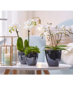 Schmetterlingsorchidee - Phalaenopsis Cultivars 'Wildflower' 8 Schmetterlingsorchidee - Phalaenopsis Cultivars 'Wildflower' -Gartenleben Verkauf 8207482 8295297 PR MO 001 Orchideen01BL20