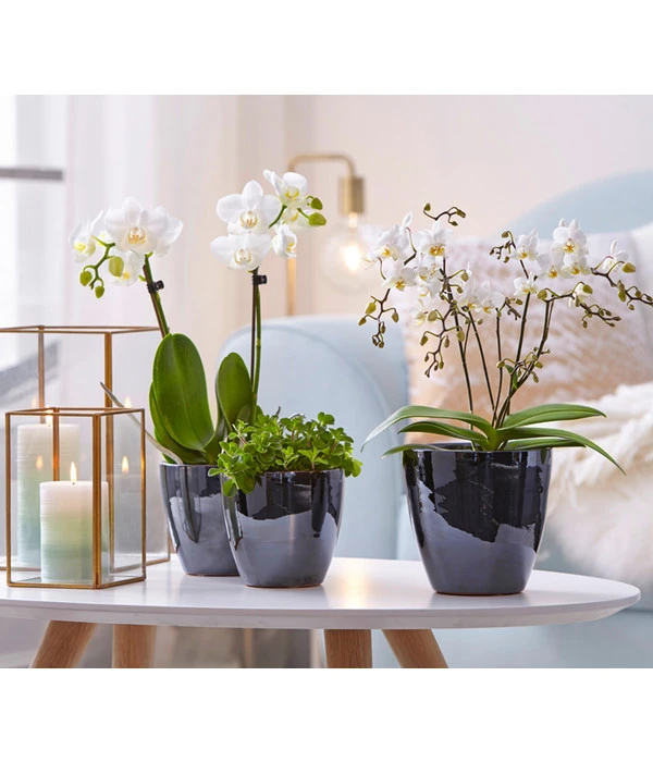 Schmetterlingsorchidee - Phalaenopsis Cultivars 'Wildflower' 5 Schmetterlingsorchidee - Phalaenopsis Cultivars 'Wildflower' – Bild 3