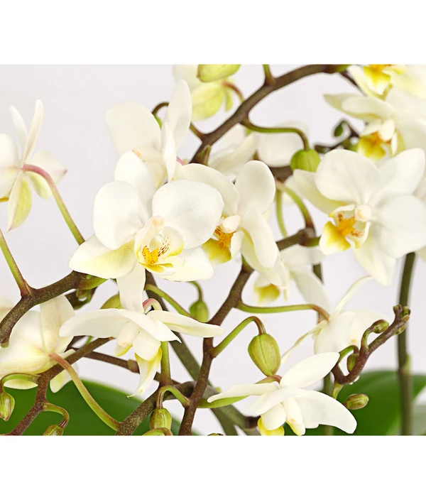 Schmetterlingsorchidee - Phalaenopsis Cultivars 'Wildflower' 4 Schmetterlingsorchidee - Phalaenopsis Cultivars 'Wildflower' – Bild 2