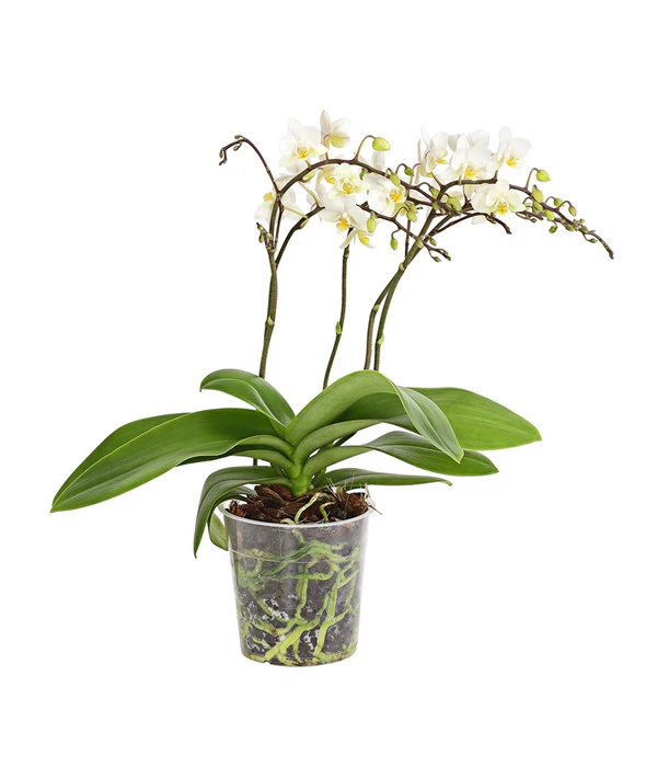 Schmetterlingsorchidee - Phalaenopsis Cultivars 'Wildflower' 3 Schmetterlingsorchidee - Phalaenopsis Cultivars 'Wildflower'