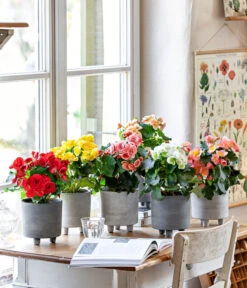 Elatior-Begonie - Begonia Elatior 7 Elatior-Begonie - Begonia Elatior -Gartenleben Verkauf 8208357 WE MO 001 EliatorBegonie