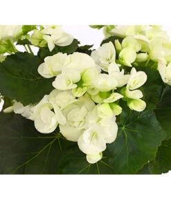 Elatior-Begonie - Begonia Elatior 9 Elatior-Begonie - Begonia Elatior -Gartenleben Verkauf 8208399 PR DE 001 BegonieElatiorBegoniaWeissT13DehnerExpressHerzig