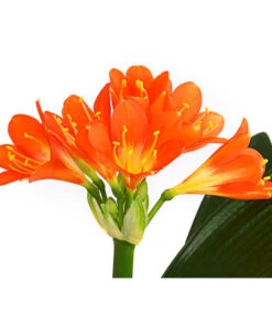 Zimmer-Klivie - Clivia Miniata, Orange -Gartenleben Verkauf 8215154 WE DE 001 ClivieCliviaMiniataT12DehnerExpressHerzig