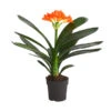 Zimmer-Klivie - Clivia Miniata, Orange -Gartenleben Verkauf 8215154 WE FS 001 ClivieCliviaMiniataT12DehnerExpressHerzig
