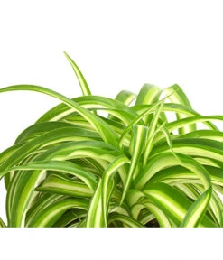 Grünlilie - Chlorophytum Comosum 'Bonnie' 7 Grünlilie - Chlorophytum Comosum 'Bonnie' -Gartenleben Verkauf 8215303 PR DE 001 GruenlilieChlorophytumBonnieT10DehnerExpressHerzig