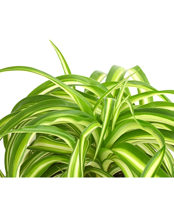 Grünlilie - Chlorophytum Comosum 'Bonnie' 5 Grünlilie - Chlorophytum Comosum 'Bonnie' – Bild 3