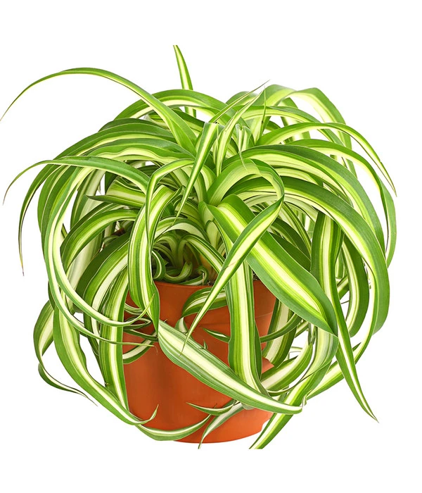 Grünlilie - Chlorophytum Comosum 'Bonnie' 3 Grünlilie - Chlorophytum Comosum 'Bonnie'