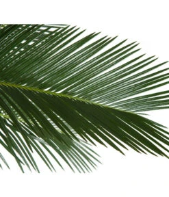 Sagopalmfarn - Cycas Revoluta -Gartenleben Verkauf 8216236 BildD 001 PalmfarnCycasRevoluta45