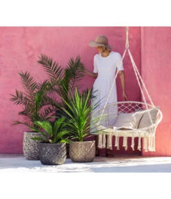 XXL Kanarische Dattelpalme, Ca. 140-160 Cm -Gartenleben Verkauf 8216277 WE MO 001 DracaenaIndivisiaT20