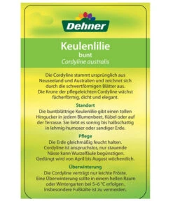 Keulenlilie - Cordyline Australis Variegata -Gartenleben Verkauf 8216368 CorylineBuntEtikett2