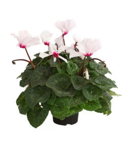 Alpenveilchen, Gefranst -Gartenleben Verkauf 8217473 PR FS 001 AlpenveilchenCyclamenGefranstWeissT12DehnerExpressHerzig