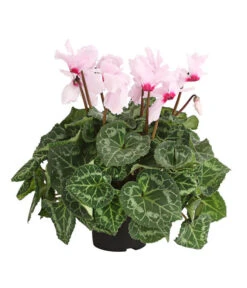 Alpenveilchen, Gefranst -Gartenleben Verkauf 8217473 PR FS 002 AlpenveilchenCyclameGefranstT12DehnerExpressHerzig