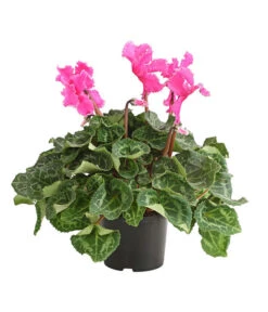 Alpenveilchen, Gefranst -Gartenleben Verkauf 8217473 PR FS 003 AlpenveilchenCyclameGefranstT12DehnerExpressHerzig