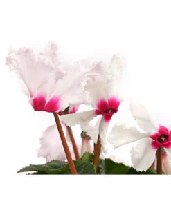 Alpenveilchen, Gefranst -Gartenleben Verkauf 8217473 WE DE 001 AlpenveilchenCyclamenGefranstWeissT12DehnerExpressHerzig