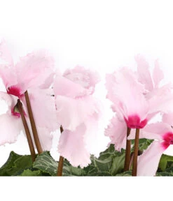 Alpenveilchen, Gefranst -Gartenleben Verkauf 8217473 WE DE 002 AlpenveilchenCyclameGefranstT12DehnerExpressHerzig