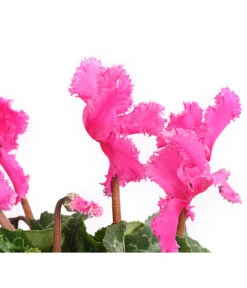 Alpenveilchen, Gefranst -Gartenleben Verkauf 8217473 WE DE 003 AlpenveilchenCyclameGefranstT12DehnerExpressHerzig