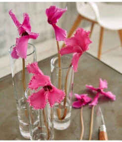 Alpenveilchen, Gefranst -Gartenleben Verkauf 8217473 WE MO 002 SchmetterlingsorchideePhalaenopsisMini2TrieberGlasvaseBigStudioHamburg