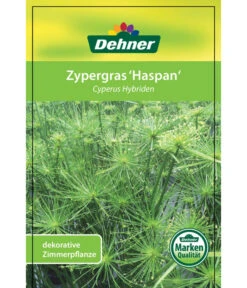 Zypergras - Cyperus Haspan 12 Zypergras - Cyperus Haspan -Gartenleben Verkauf 8218265 CyperusHybriden 12012017 2 1