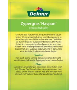 Zypergras - Cyperus Haspan 13 Zypergras - Cyperus Haspan -Gartenleben Verkauf 8218265 CyperusHybriden 12012017 2 2