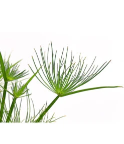 Zypergras - Cyperus Haspan 11 Zypergras - Cyperus Haspan -Gartenleben Verkauf 8218265 PR DE 001 CyperusHaspanT12DehnerExpressHerzig
