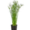 Zypergras - Cyperus Haspan -Gartenleben Verkauf 8218265 PR FS 001 CyperusHaspanT12DehnerExpressHerzig