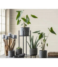 Echeverie - Echeveria Agavoides -Gartenleben Verkauf 8223521 WE MO 001 AlocasiaZebrina2021GC03