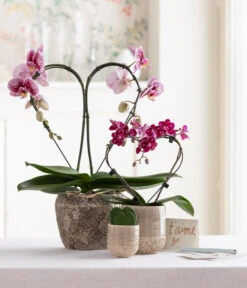 Schmetterlingsorchidee - Phalaenopsis Cultivars 'Heart', Verschiedene Sorten -Gartenleben Verkauf 8245052 WE MO 001 SchmetterlingsorchideeMidi