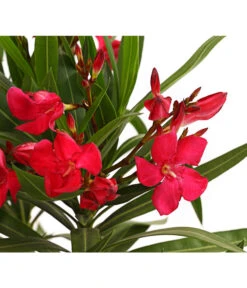 Oleander, Busch -Gartenleben Verkauf 8249302 WE DE 001 OleanderBuschT17RotDehnerExpressHerzig