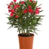 Oleander, Busch 2 Oleander, Busch -Gartenleben Verkauf 8249302 WE FS 001 OleanderBuschT17RotDehnerExpressHerzig