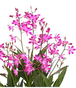 Duft-Traubenorchidee - Dendrobium Kingianum 'Berry' -Gartenleben Verkauf 8250714 WE DE 001 DendrobiumBerryDuftOWT12DehnerExpressHerzig