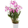 Duft-Traubenorchidee - Dendrobium Kingianum 'Berry' -Gartenleben Verkauf 8250714 WE FS 001 DendrobiumBerryDuftT12OWDehnerExpressHerzig