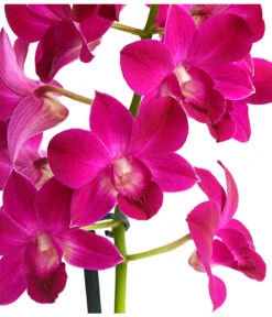 Dendrobium - Dendrobium Cultivaris, Verschiedene Sorten -Gartenleben Verkauf 8250771 WE DE 001 DendrobiumSonderfarbenT12DehnerExpressHerzig