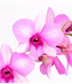 Dendrobium - Dendrobium Cultivaris, Verschiedene Sorten -Gartenleben Verkauf 8250771 WE DE 002 DendrobiumSonderfarbenT12DehnerExpressHerzig