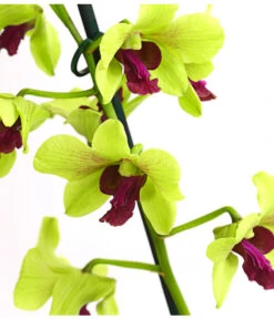 Dendrobium - Dendrobium Cultivaris, Verschiedene Sorten -Gartenleben Verkauf 8250771 WE DE 003 DendrobiumSonderfarbenT12DehnerExpressHerzig