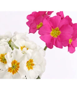 Stängelprimel-Duo, Verschiedene Farben 11 Stängelprimel-Duo, Verschiedene Farben -Gartenleben Verkauf 8261802 PR DE 002 PrimulaStaengelprimelTwinT12DehnerHerzig