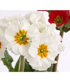 Stängelprimel-Duo, Verschiedene Farben 12 Stängelprimel-Duo, Verschiedene Farben -Gartenleben Verkauf 8261802 PR DE 004 PrimulaStaengelprimelTwinT12DehnerHerzig