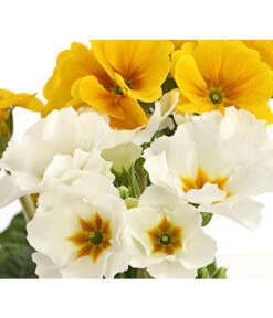 Stängelprimel-Duo, Verschiedene Farben 13 Stängelprimel-Duo, Verschiedene Farben -Gartenleben Verkauf 8261802 PR DE 005 PrimulaStaengelprimelTwinT12DehnerHerzig