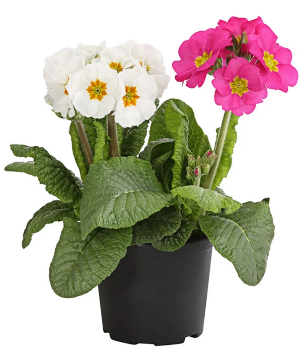 Stängelprimel-Duo, Verschiedene Farben 3 Stängelprimel-Duo, Verschiedene Farben