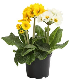 Stängelprimel-Duo, Verschiedene Farben 10 Stängelprimel-Duo, Verschiedene Farben -Gartenleben Verkauf 8261802 WE FS 001 PrimulaStaengelprimelTwinT12