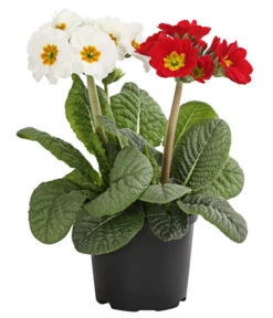 Stängelprimel-Duo, Verschiedene Farben 9 Stängelprimel-Duo, Verschiedene Farben -Gartenleben Verkauf 8261802 WE FS 004 PrimulaStaengelprimelTwinT12