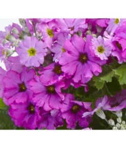 Brautprimel, Verschiedene Sorten -Gartenleben Verkauf 8262065 PrimulaMalacoidesDetailLila UveSauer