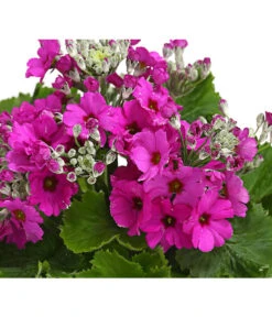 Brautprimel, Verschiedene Sorten -Gartenleben Verkauf 8262065 WE DE 001 FliederprimelPrimulaMalacoidesT11DehnerExpressHerzig