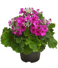 Brautprimel, Verschiedene Sorten -Gartenleben Verkauf 8262065 WE FS 001 FliederprimelPrimulaMalacoidesT11